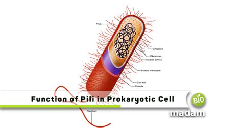 Function Of Pili In Prokaryotic Cell Biomadam