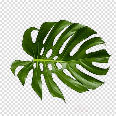 Tropical Plant Leaves Clip Art