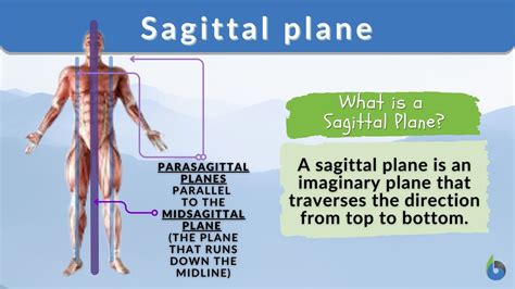 Sagittal Plane Definition And Examples Biology Online Dictionary