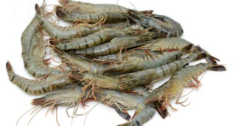 Indian Excitement Grows Around Breakthrough Year For Black Tiger Shrimp