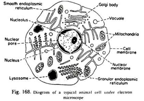 Diagram Of Animal Cell Under Light Microscope Animal Cell Microscope