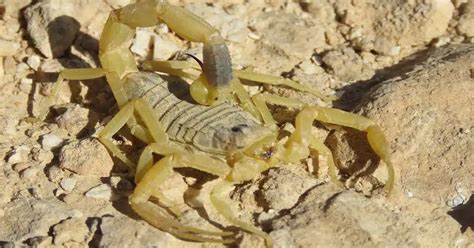 Worlds Deadliest Deathstalker Scorpion Facts