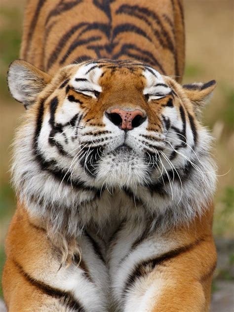 Siberian Tiger Stretching Stock Image Image Of Felidae 14970867