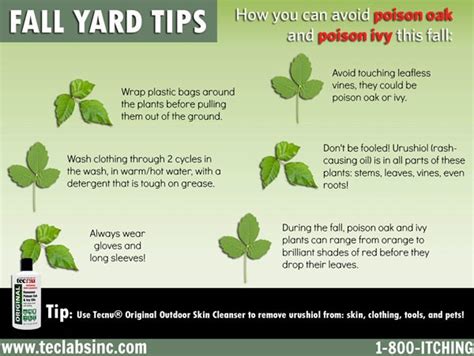Your Seasonal Poison Ivy Update How To Prevent And Treat A Poison Ivy