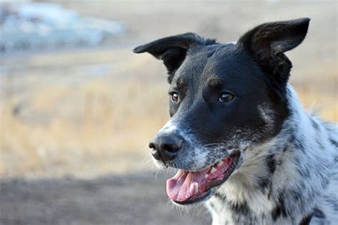 Labraheeler Labrador Retriever And Blue Heeler Mix Info Pictures