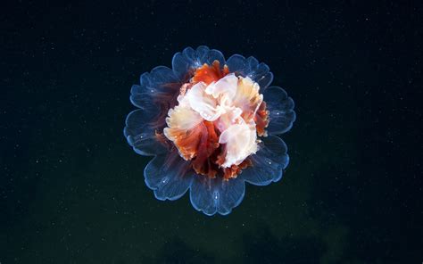 วอลเปเปอร์ ใต้น้ำ ปะการัง แมงกระพรุน ชีวิตในทะเล ดอกไม้ การถ่าย