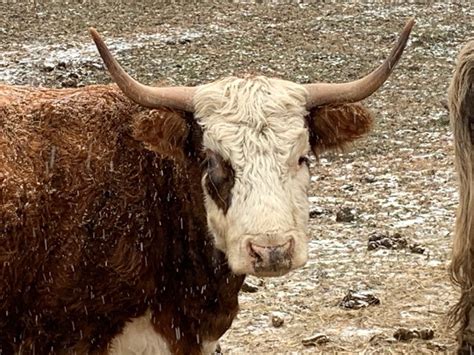 Hereford Scottish Highland Cross Breed Cow Scottish
