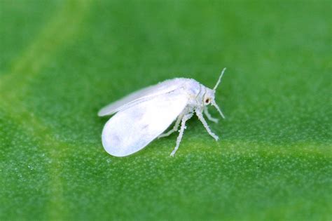 How To Get Rid Whitefly An Organic Way Organic Control Of Whiteflies