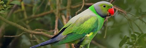 Layards Parakeet Sri Lankan Safari