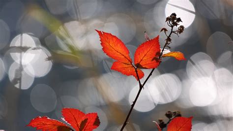 Red Leaf Nature Hd Wallpaper Wallpaper Flare