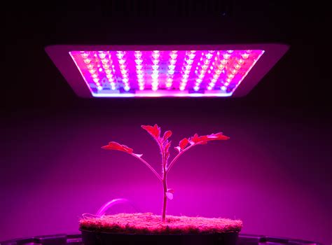 Led lights consume less energy, provide larger coverage, and produce a broader spectrum of light. Best LED Grow Lights
