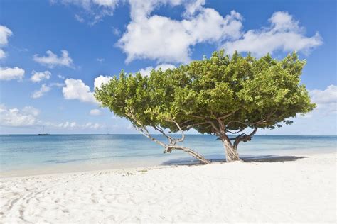 Aruba Tree Tree Along The Beach In Aruba Nestor Lacle Flickr