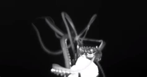 Giant Squid Filmed For The First Time In Us Waters Using Medusa