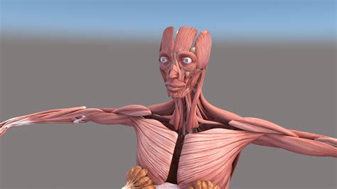 3d Realistic Female Muscular System Human Anatomy Model Turbosquid