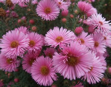 Pink Aster