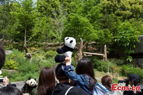 Fans Flock To Tokyo Zoo See Giant Pandas