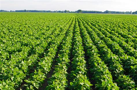 Demand Prospects For Old And New Crop Soybeans Bigyield