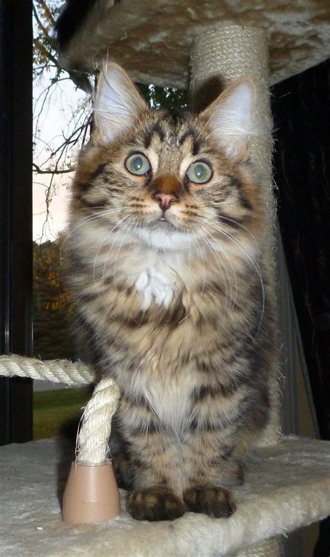 Sometimes, they come from an owner surrender. Available Siberian Kittens & Cats | Michigan Siberian Cats ...