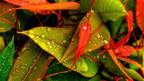 Download Free 100 Full Hd Water Drops On Leaves Wallpaper Wallpapers