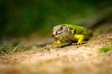 European Female Green Lizard Lacerta Viridis Feeding On An Insect Stock