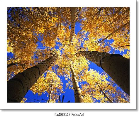 Free Art Print Of Yellowforestcanopy A Canopy Made From The Branches