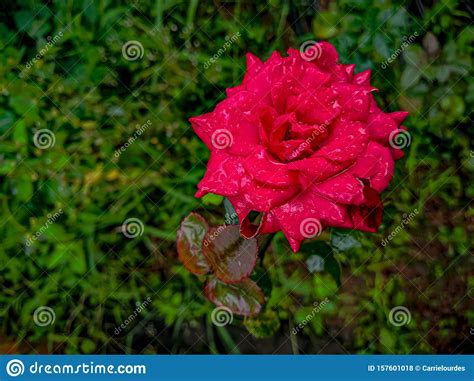 A Gorgeous Red Rose In A Garden Stock Photo Image Of Rose Garden