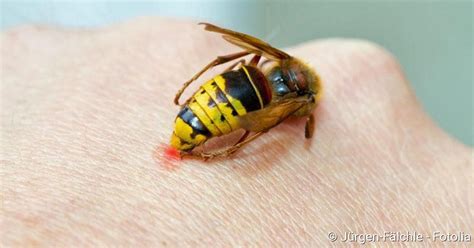 Insektenstiche: Symptome und Vorbeugen - NetDoktor.at