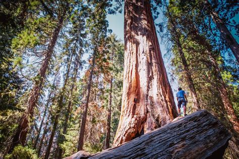 Ancient Redwood Trees Are Burning In California Global Possibilities