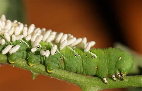 Growing tomatoes in your garden? Horned tomato worm and friends | Parasitic braconid wasp ...