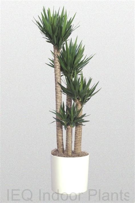We did not find results for: Indoor palm trees, Indoor palms and Best indoor plants on ...