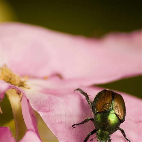 10 Common Rose Problems (and How to Fix Them)