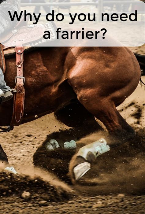 Do You Know How A Farrier Can Help Your Horse In 2020 Horses