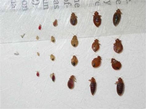 You can remove bed bugs by using heat treatment, pesticides, or home remedies like diatomaceous earth. 2018 Guide to How to Kill Bedbugs: Step by Step Treatment Tips