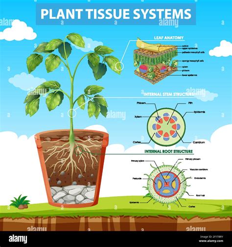 Diagram Showing Plant Tissue Systems Illustration Stock Vector Image