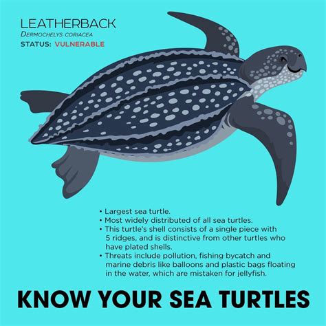 Know Your Leatherback Sea Turtle Sea Turtle Drawing Leatherback Sea