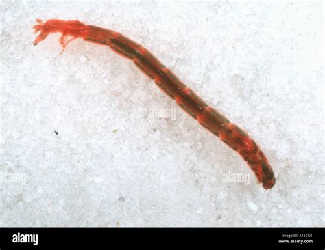 Blood Worm Chironomus Riparius Chironomid Midge Larvae In Water Stock