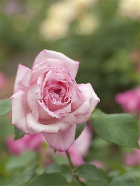 Rose Lady Luck At Oji Rose Garden Rose Hybrid Tea Roses Flowers
