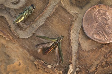 NYC Releasing Stingless Wasps To Combat Tree Eating Beetle Silive Com