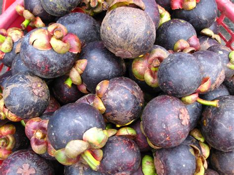 Some of these include rambutan, cacao, and the horned melon. Trunks Up!: Thailand's Exotic Fruits
