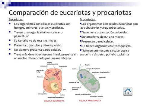 Cuadros Comparativos Entre Célula Procariota Y Eucariota Cuadro