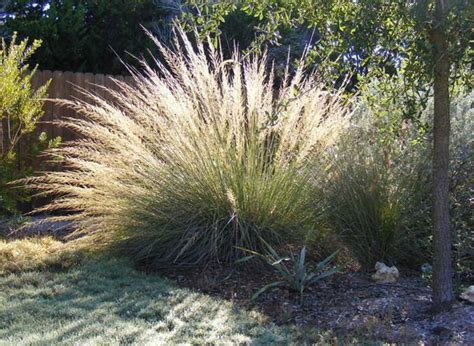 Best 5 Ornamental Grasses For Texas Landscapes