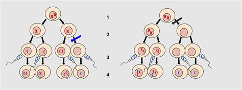 Monosomy Nondisjunction Klinefelter Syndrome Aneuploidy Triple X Syndrome Sex Chromosome