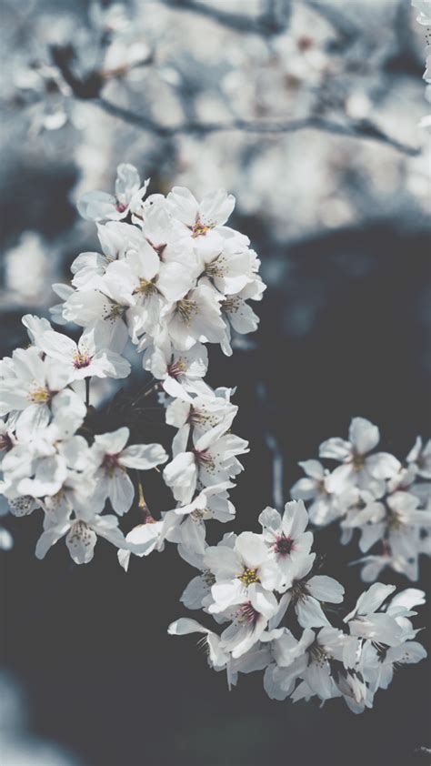 Spring Wallpapers For Iphone Best Spring Backgrounds Free Download