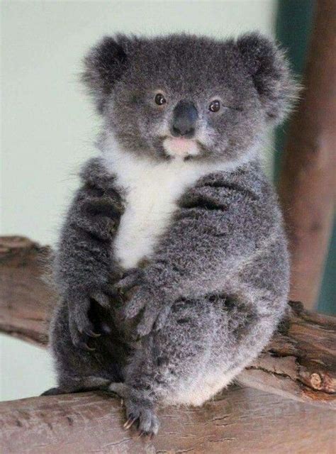 Koalas Baby Animals Baby Koala Animals