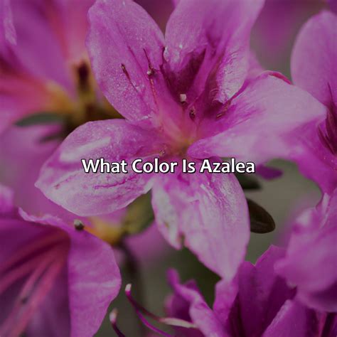 What Color Is Azalea Colorscombo Com
