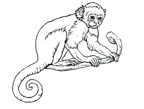 Monkey Coloring Pages For Adults At Free Printable