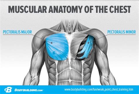 Muscle anatomy types of movement all muscles exert their force by pulling between at least two points of attachment. Chest Muscles Diagram / Shoulder Workouts For Women: 4 ...