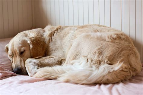 How Many Hours A Day Do Dogs Sleep How Long Dogs Sleep Explained
