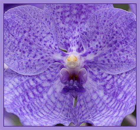 Lilac Orchid In Macro By Jenvanw Via Flickr Beautiful Orchids