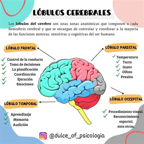 Funciones De Los Lóbulos Cerebrales Apuntes De Psicología Udocz